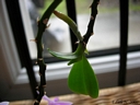Phalaenopsis equestris (keiki)