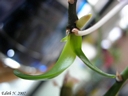 Phalaenopsis equestris (keiki)