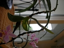 Phalaenopsis equestris (keiki)