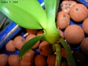 Phalaenopsis equestris (keiki)