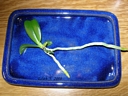 Phalaenopsis equestris (keiki)