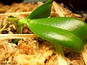 Phalaenopsis equestris (plante)