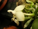 Phalaenopsis parishii (fleur)