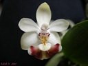 Phalaenopsis parishii