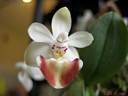 Phalaenopsis parishii (fleur)