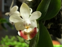 Phalaenopsis parishii (fleur)