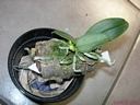 Phalaenopsis parishii (plante)
