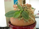 Phalaenopsis parishii (plante)
