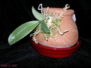 Phalaenopsis parishii (plante)