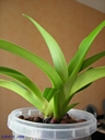 Phragmipedium Elizabeth Castle (plante)
