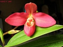 Phragmipedium Tara