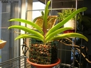 Rhynchostylis gigantea (plante)