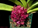 Rhynchostylis gigantea