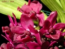 Rhynchostylis gigantea