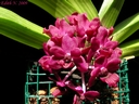 Rhynchostylis gigantea