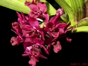 Rhynchostylis gigantea red