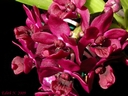 Rhynchostylis gigantea