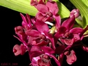 Rhynchostylis gigantea