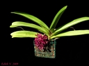 Rhynchostylis gigantea (plante)