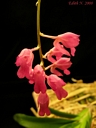 Rodriguezia secunda