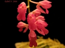 Rodriguezia secunda