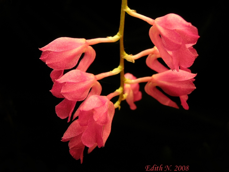 Rodriguezia secunda