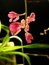 Rodriguezia secunda