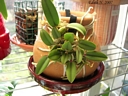 Sophronitis cernua