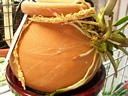 Sophronitis cernua