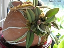 Sophronitis cernua