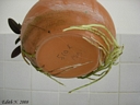 Sophronitis cernua