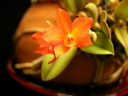 Sophronitis cernua