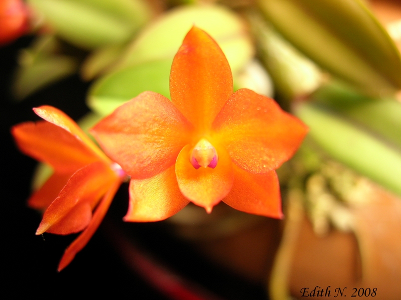 Sophronitis cernua