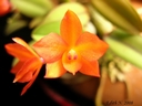 Sophronitis cernua