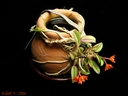 Sophronitis cernua