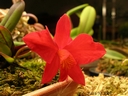 Sophronitis coccinea