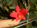 Sophronitis coccinea