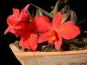 Sophronitis coccinea