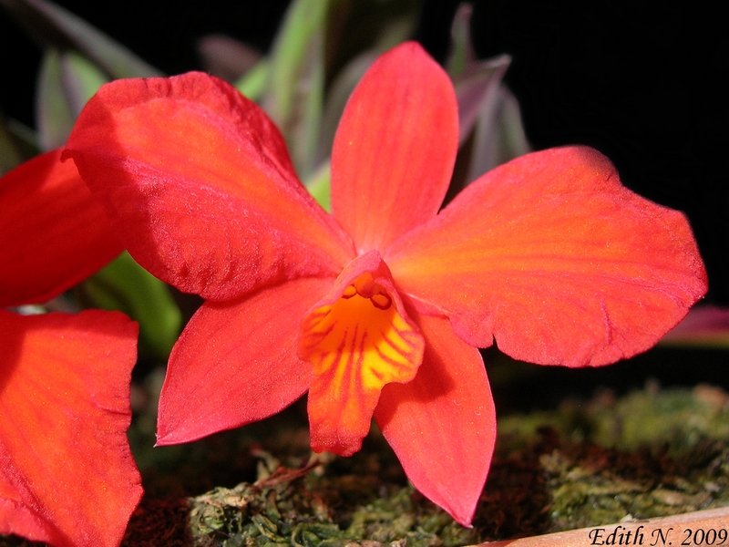 Sophronitis coccinea
