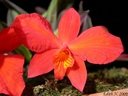 Sophronitis coccinea