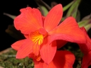 Sophronitis coccinea
