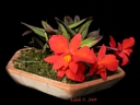 Sophronitis coccinea